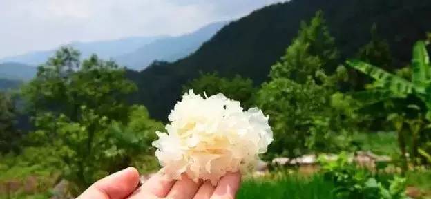 刚买的银耳发黄怎么办,银耳怎么选才是最好的