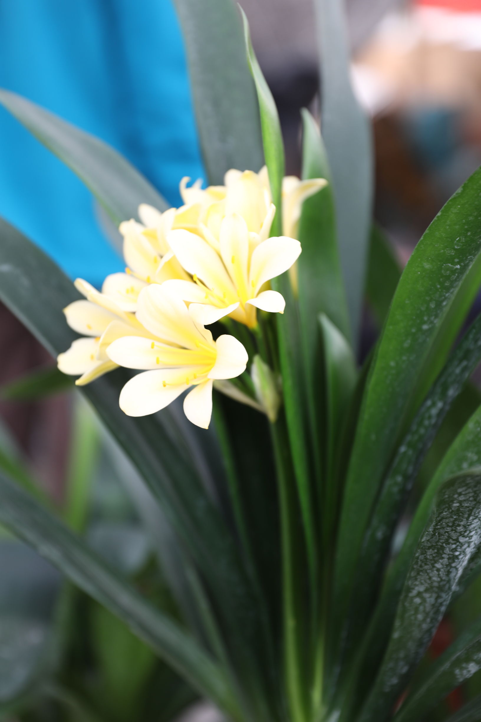 君子兰不开花的原因及解决方法,君子兰不开花的原因和注意事项