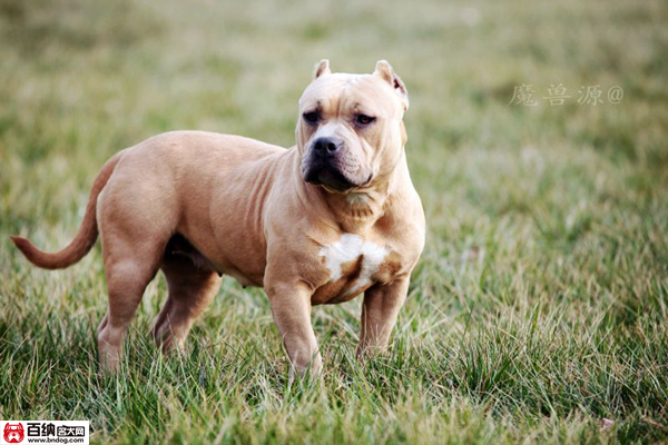 魔兽源犬舍“布兰妮”三岁震撼气质成就犬界恢弘传奇！