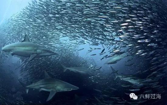 世界上最难吃的食物鲱鱼罐头评论,世界上最臭的鱼鲱鱼