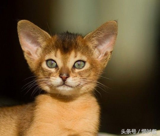 10大常见品种猫优缺点,最有气质的猫