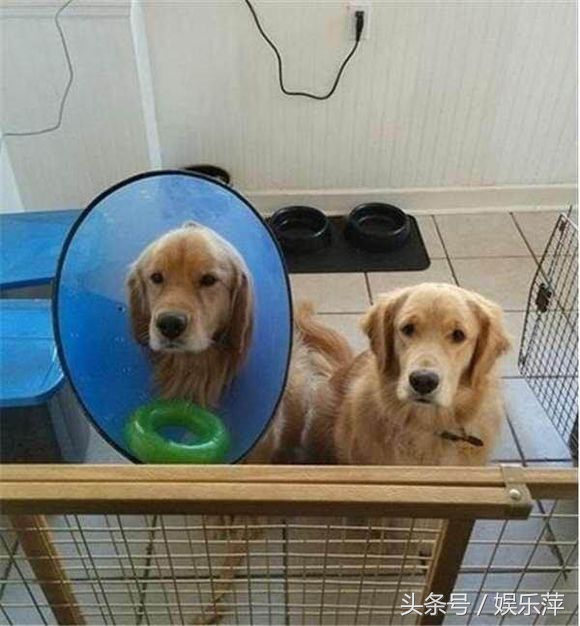 狗狗防感染头罩,一言不合就飙车原版