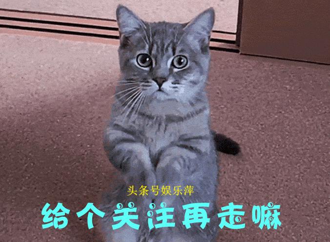 狗狗防感染头罩,一言不合就飙车原版