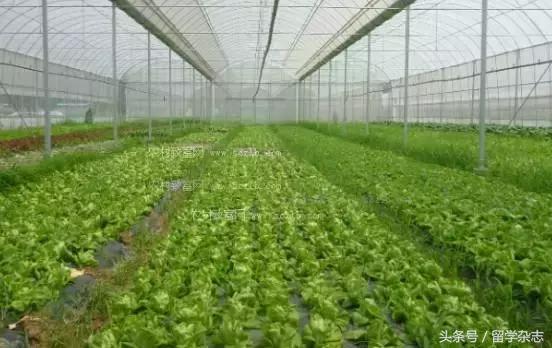 为什么说香港食品更安全,香港食品安全标准