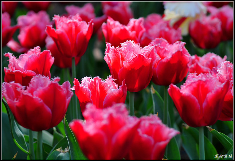 郁金香花卉摆放,郁金香花卉基地