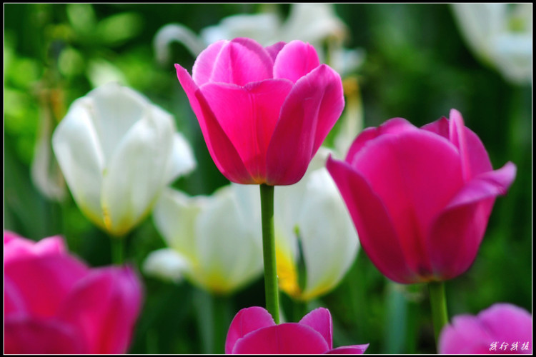 郁金香花卉摆放,郁金香花卉基地