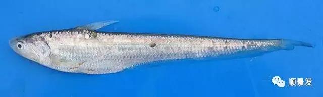 天下渔仓有机鱼,天下渔仓椒江店地址