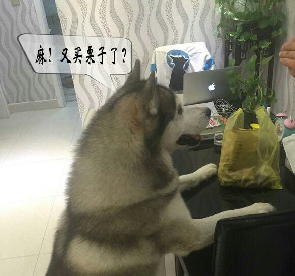 狗狗吃板栗好不好,狗狗爱吃栗子怎么办