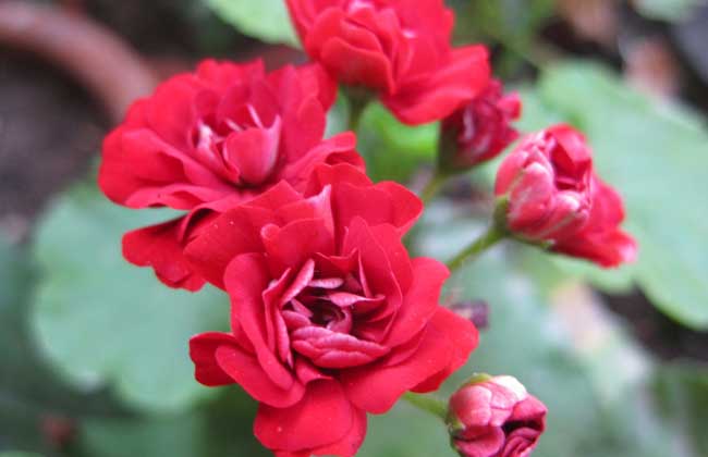 阳台种花招虫子怎么办,阳台种花有小飞虫怎么办