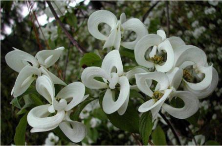 阳台种花招虫子怎么办,阳台种花有小飞虫怎么办