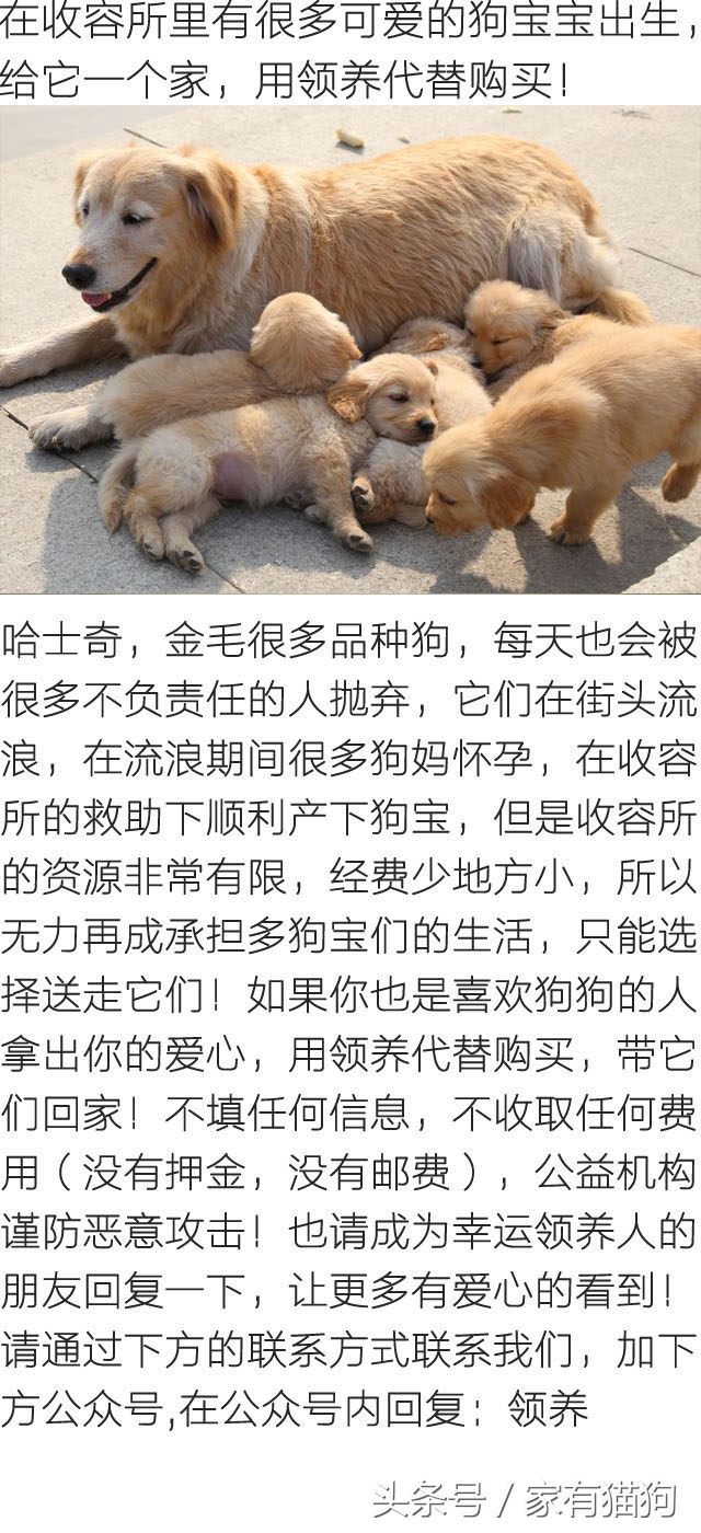 养了只小金毛,竟然趁我不注意偷吃洗衣粉,10分后脸肿成大包子