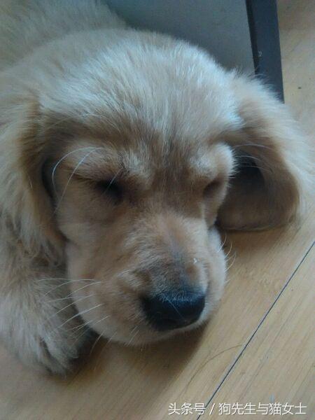 养了只小金毛,竟然趁我不注意偷吃洗衣粉,10分后脸肿成大包子