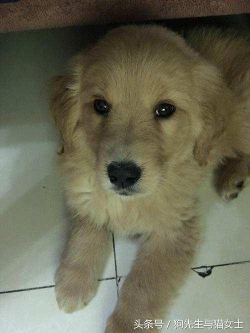 养了只小金毛,竟然趁我不注意偷吃洗衣粉,10分后脸肿成大包子