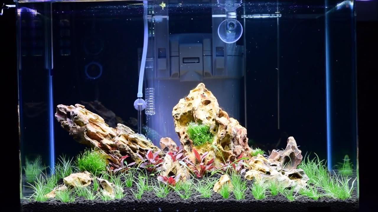 水草造景艺术从入门到精通pdf,初学水草造景教程