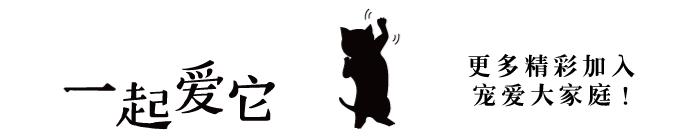 本土猫有哪几种,中国本土猫品种有哪些