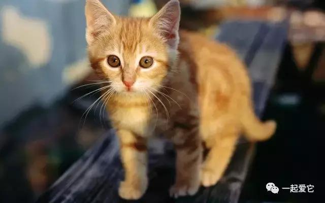 本土猫有哪几种,中国本土猫品种有哪些