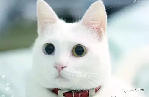 本土猫有哪几种,中国本土猫品种有哪些