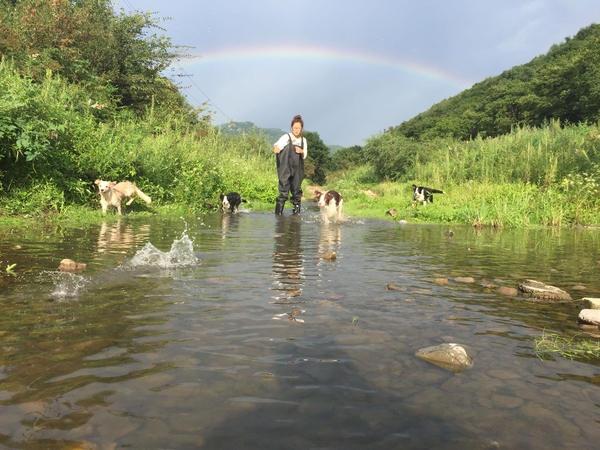 边牧这种狗到底有多聪明,边牧的智商真的有6-8岁那么高吗