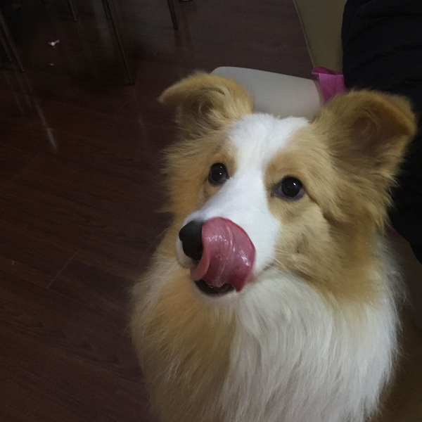 边牧这种狗到底有多聪明,边牧的智商真的有6-8岁那么高吗