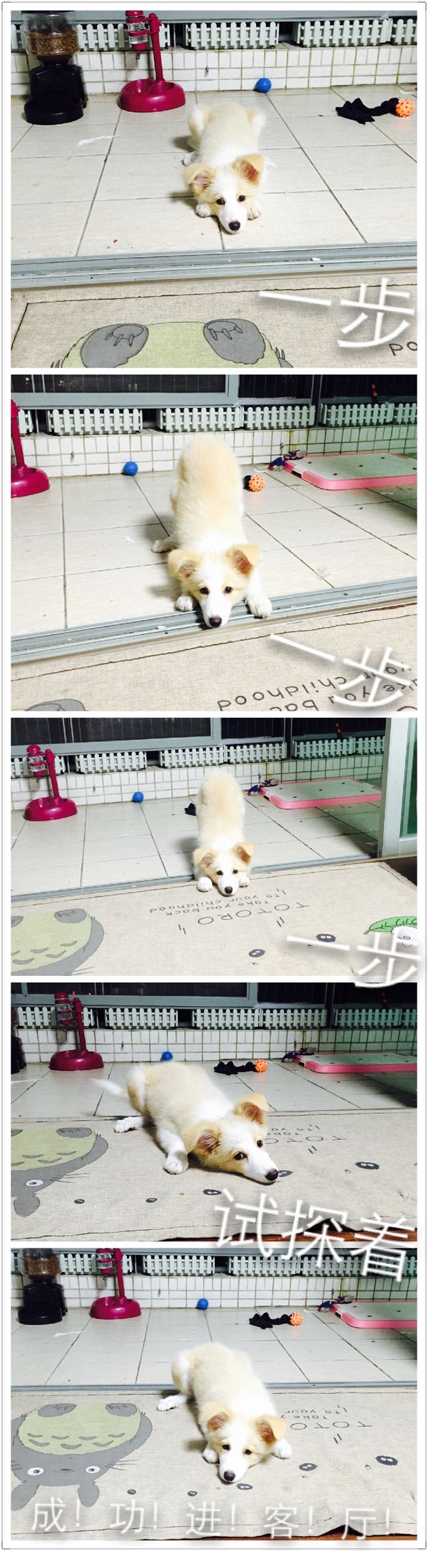 边牧这种狗到底有多聪明,边牧的智商真的有6-8岁那么高吗