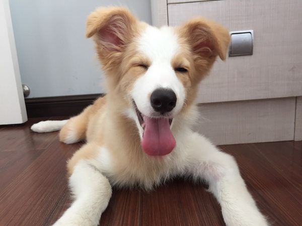 边牧这种狗到底有多聪明,边牧的智商真的有6-8岁那么高吗