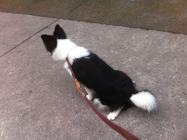 边牧这种狗到底有多聪明,边牧的智商真的有6-8岁那么高吗