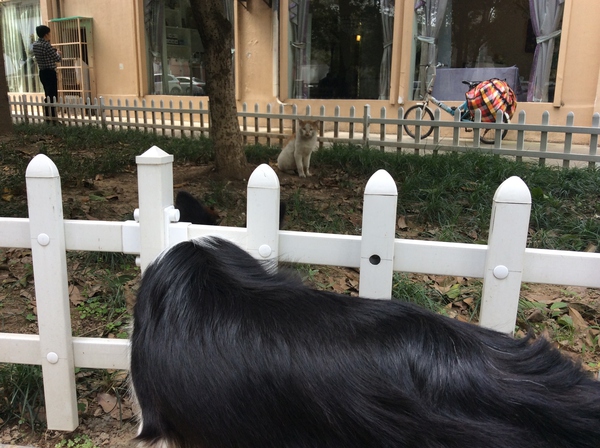 边牧这种狗到底有多聪明,边牧的智商真的有6-8岁那么高吗