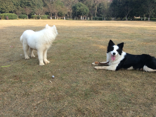 边牧这种狗到底有多聪明,边牧的智商真的有6-8岁那么高吗