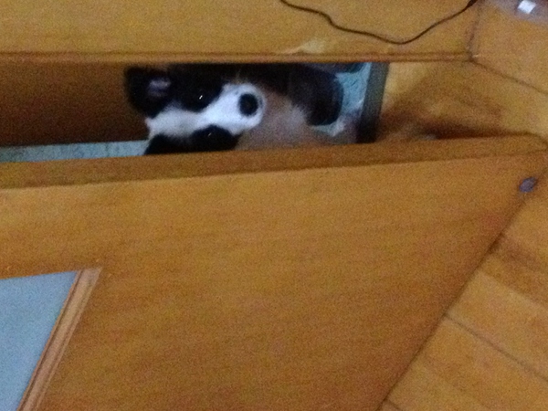 边牧这种狗到底有多聪明,边牧的智商真的有6-8岁那么高吗