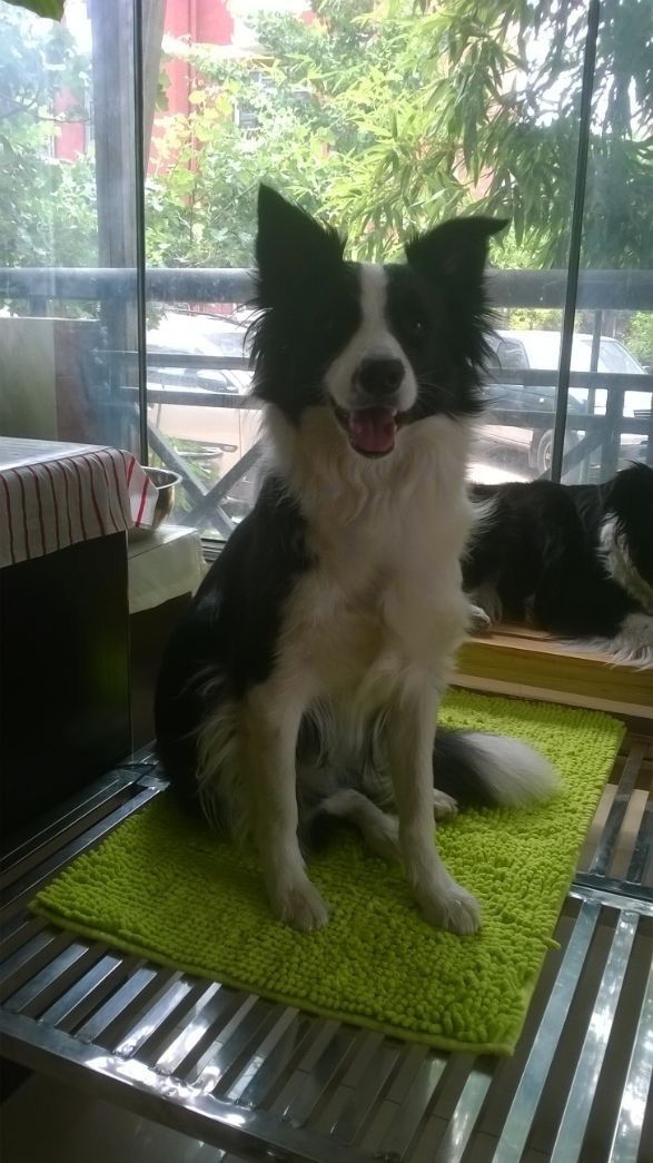 边牧这种狗到底有多聪明,边牧的智商真的有6-8岁那么高吗