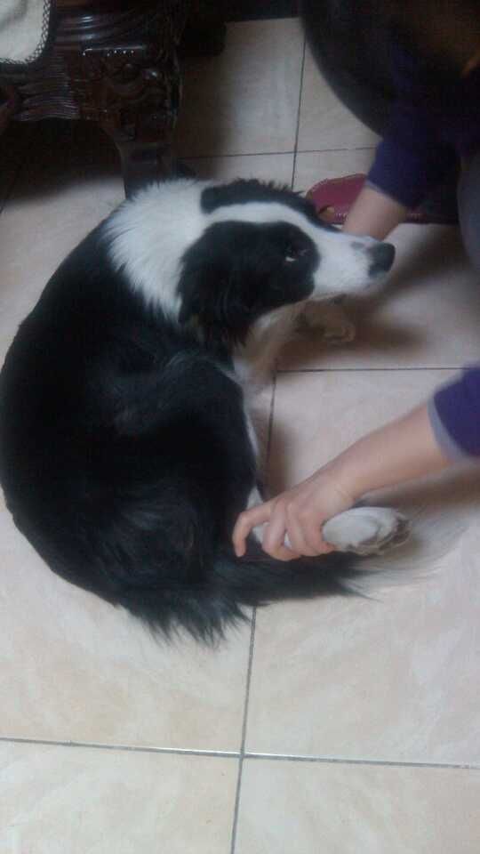 边牧这种狗到底有多聪明,边牧的智商真的有6-8岁那么高吗