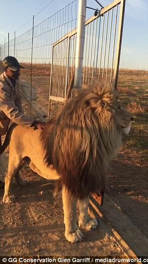 南非狮爬路中间休息,南非雄狮鬃毛