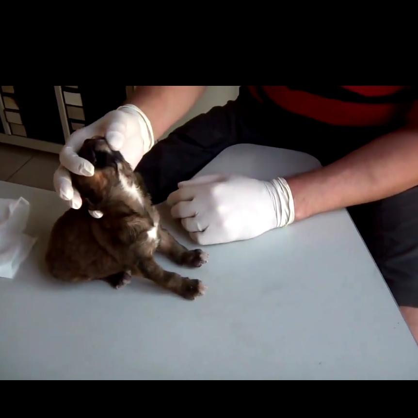 狗狗身上挤出来的虫是什么,狗狗身上有小虫子爬得很快