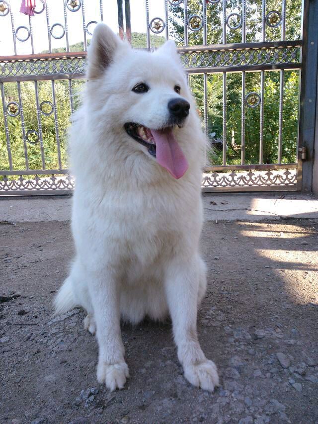 萨摩耶养了九年去世,萨摩耶临终感人视频