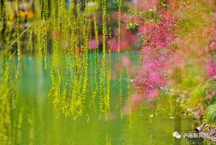 描写春柳春花的古诗词,春柳的诗词有哪些