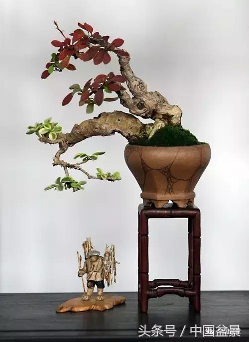 盆景知识与交流,养花知识大全小盆景