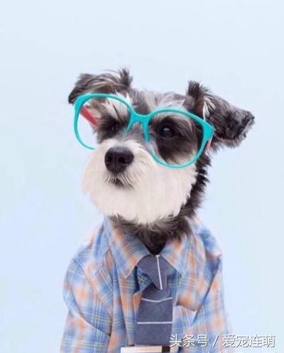 雪纳瑞体型测量,雪纳瑞体型参数