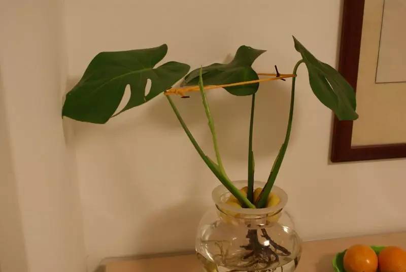 适合办公桌上养的小清新水培植物,水培绿植办公室