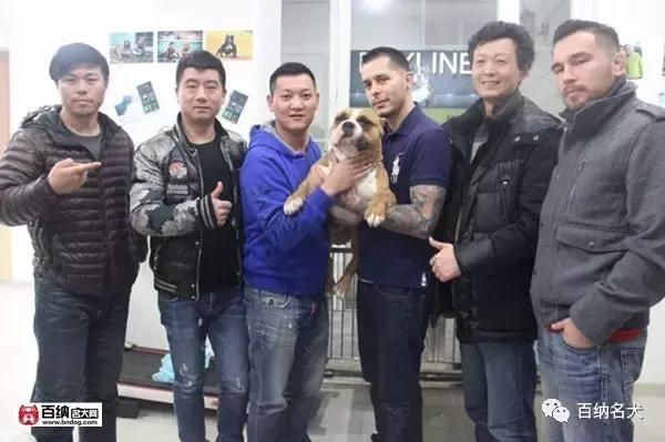 佳犬需近赏，上海包子恶霸犬舍再造围观！