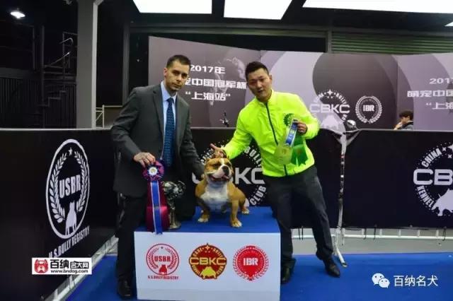 佳犬需近赏，上海包子恶霸犬舍再造围观！