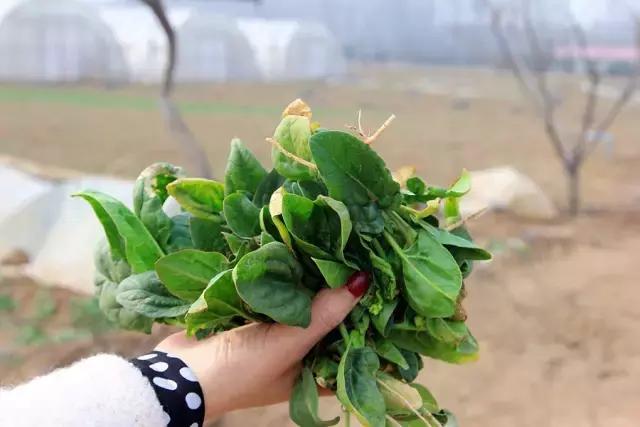 户县新西兰农场好玩吗,西安户县农场