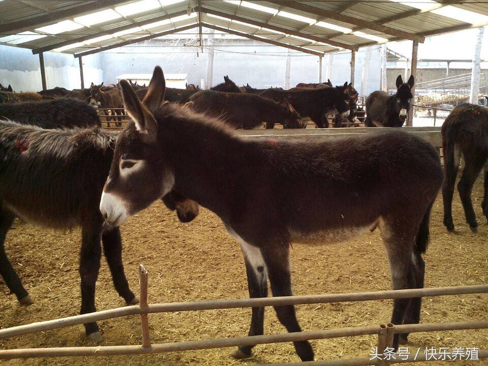 养驴的利润与成本真实最新,养驴行业现状及前景