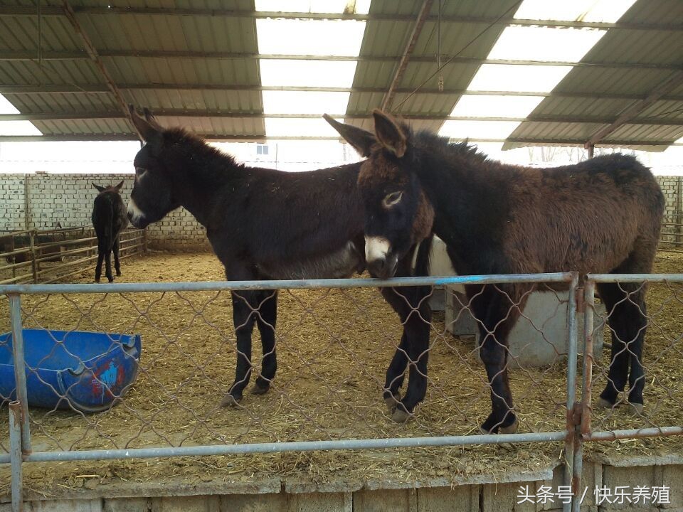 养驴的利润与成本真实最新,养驴行业现状及前景
