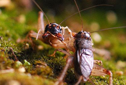 农村常吃的十种虫子,小时候能吃的八种虫子