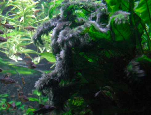 鱼缸里长了许多黑色毛毛,鱼缸里水草上有黑色的附着物