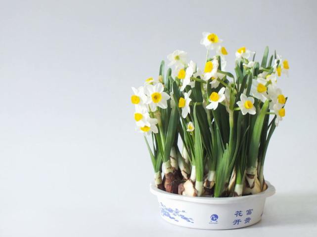 多种水仙花的养殖方法土培,手把手教你2种栽种水仙花的方法