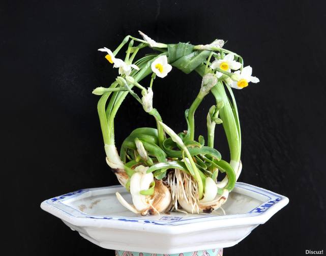 多种水仙花的养殖方法土培,手把手教你2种栽种水仙花的方法