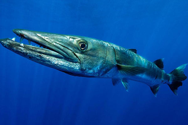 海洋里最快的动物是海豚吗,海洋中最大的生物海豚