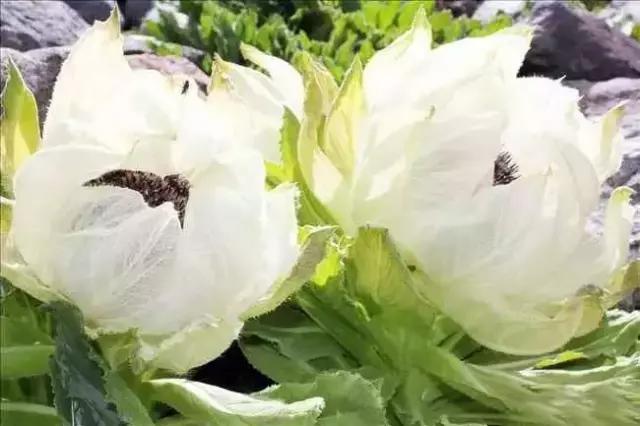 刘虎岐：想种植中草药来赚钱？这些知识点你得先了解！