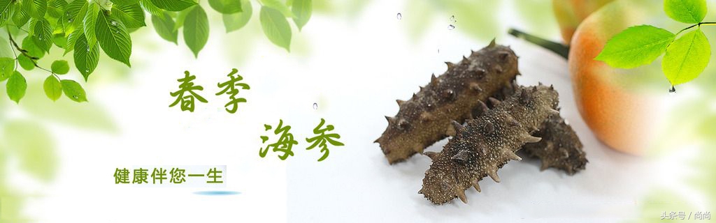 春季海参即将上市,今年海参最新价格是多少